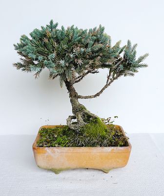 Bonsai di Chamaecyparis boulevard