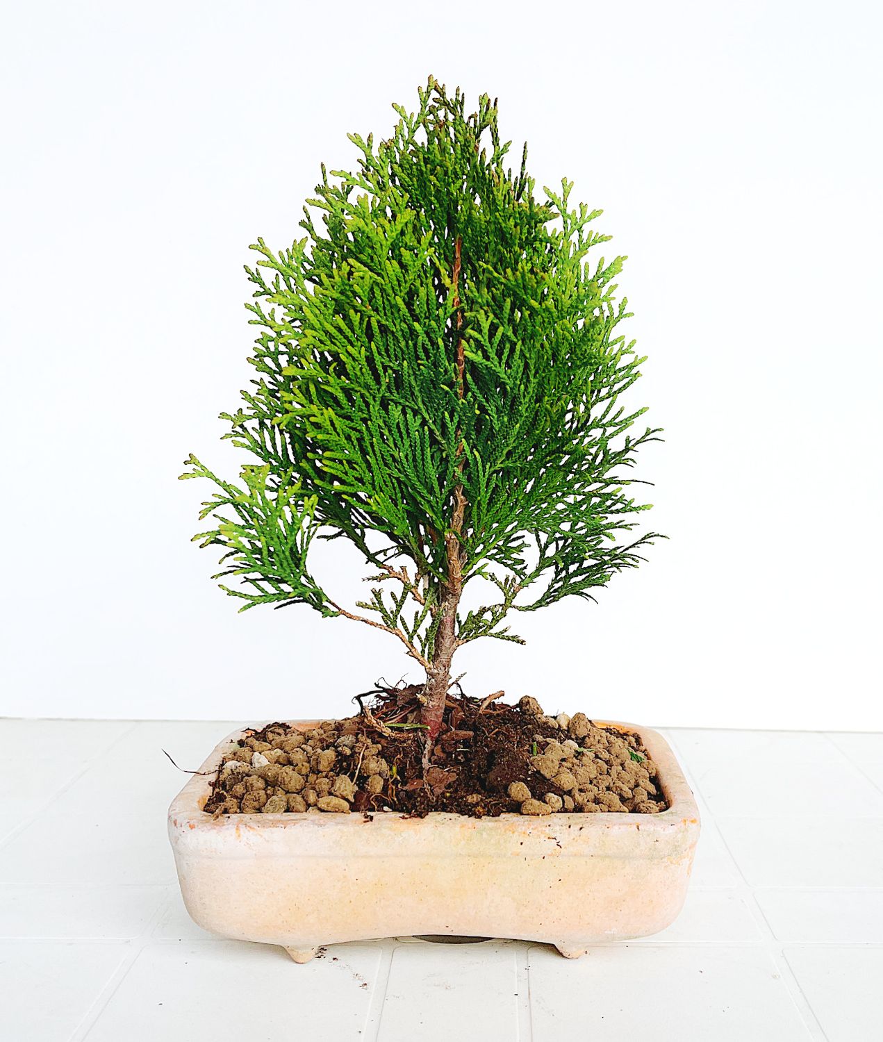 Bonsai di Thuja plicata