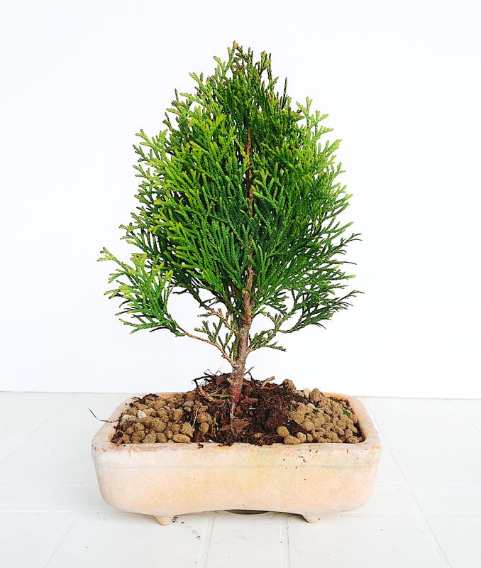 Bonsai di Thuja plicata