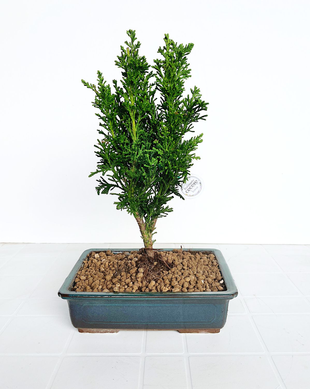 Bonsai di Chamaecyparis obtusa