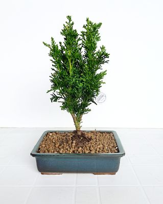 Bonsai di Chamaecyparis obtusa