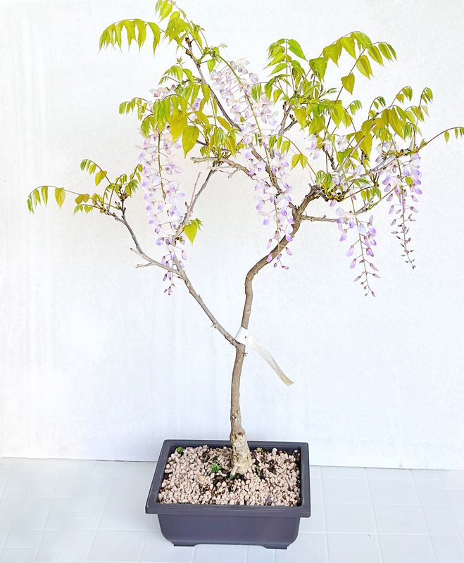 Bonsai di Glicine in vaso da allevamento
