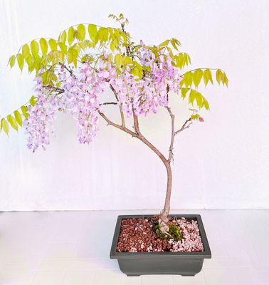 Bonsai di Glicine in vaso da allevamento