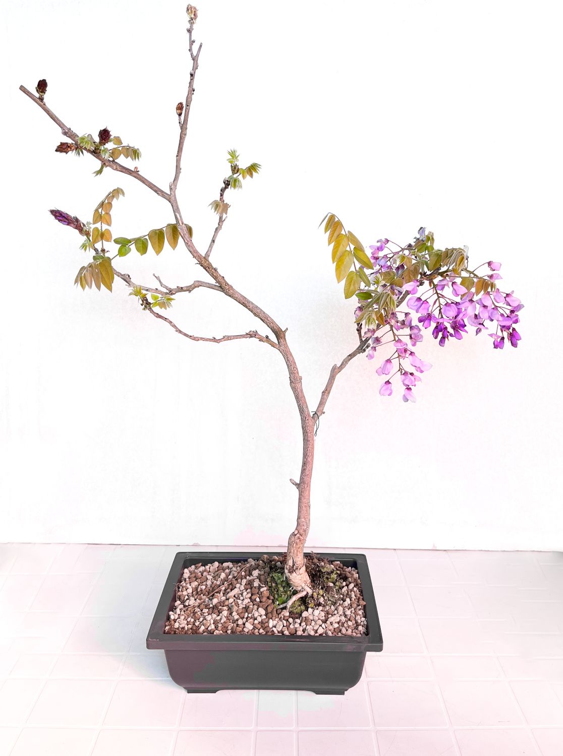 Bonsai di Glicine in vaso da allevamento
