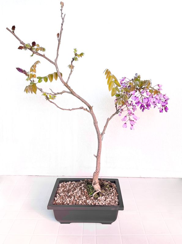 Bonsai di Glicine in vaso da allevamento