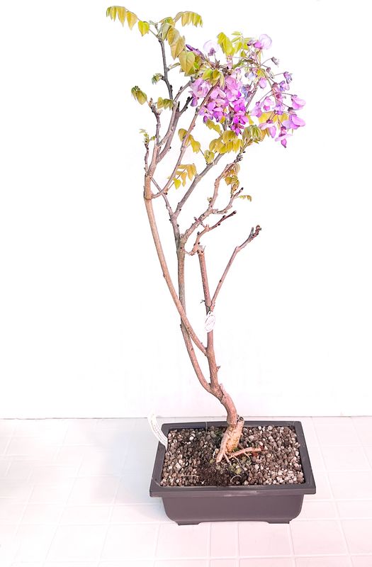 Bonsai di Glicine in vaso da allevamento