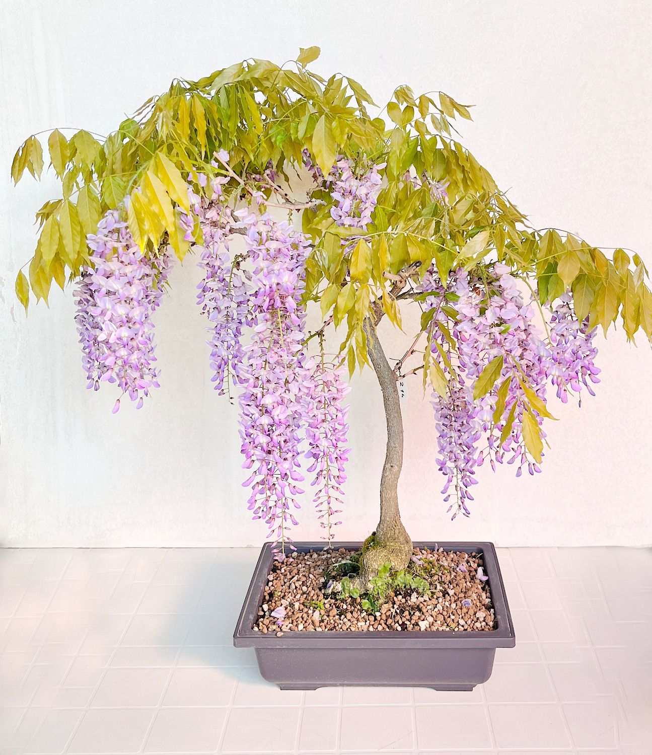 Bonsai di Glicine in vaso da allevamento