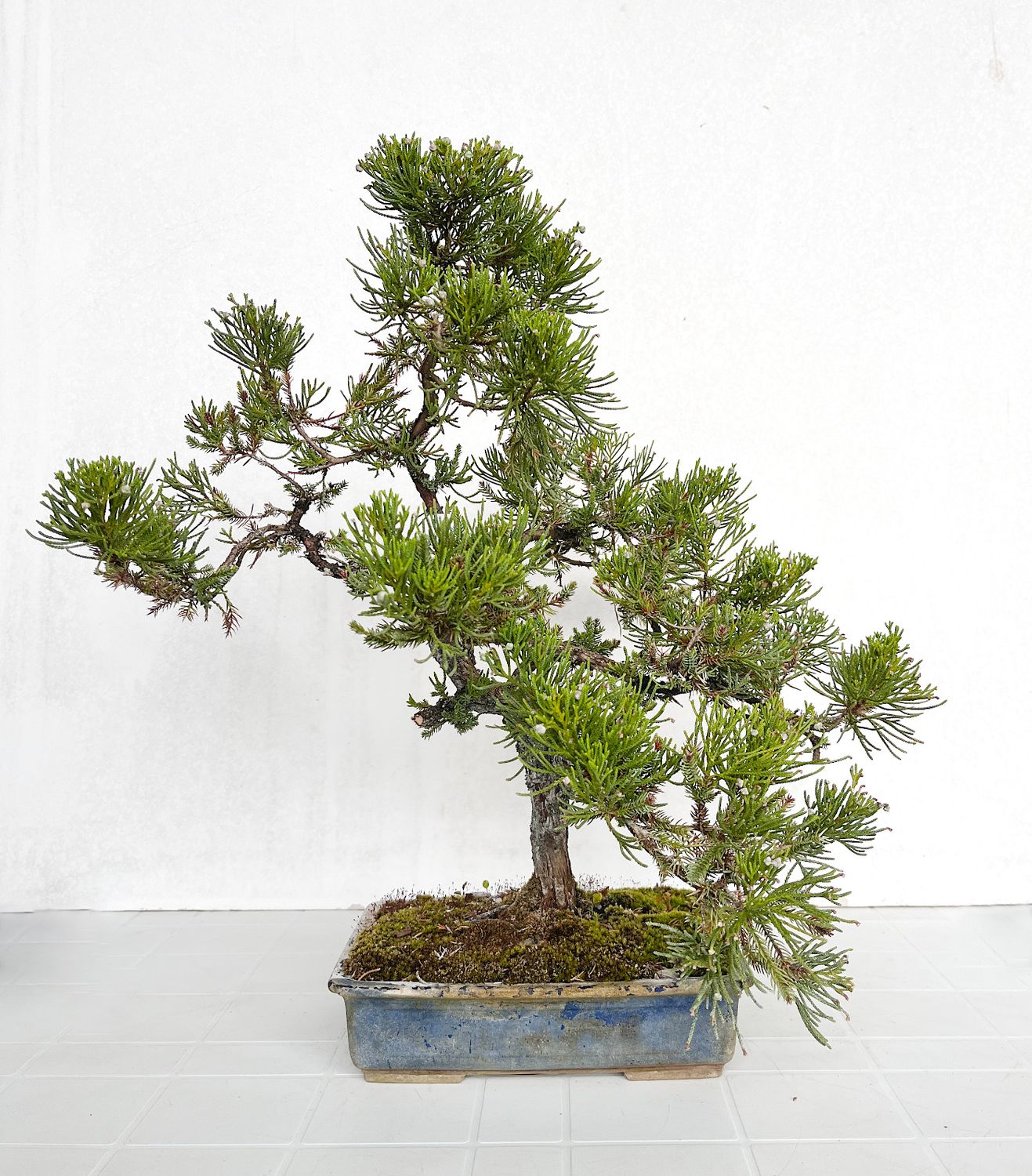 Bonsai di Ginepro