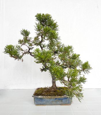 Bonsai di Ginepro