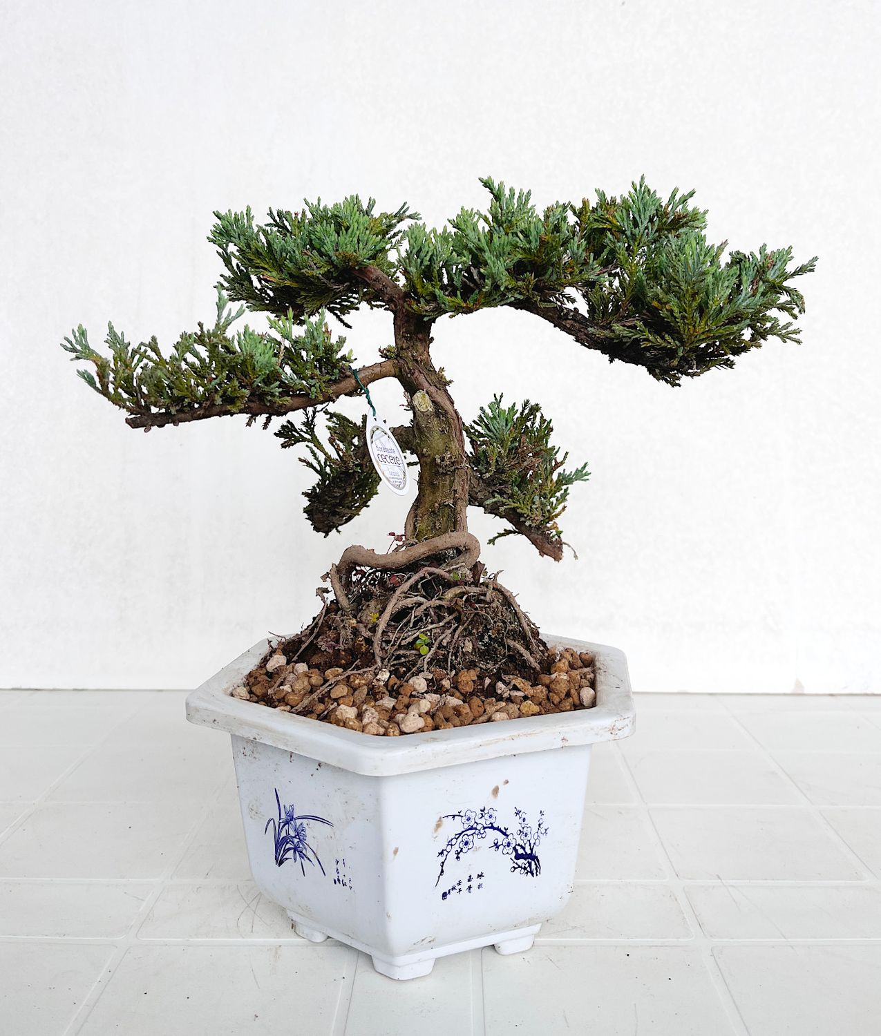 Bonsai di Ginepro