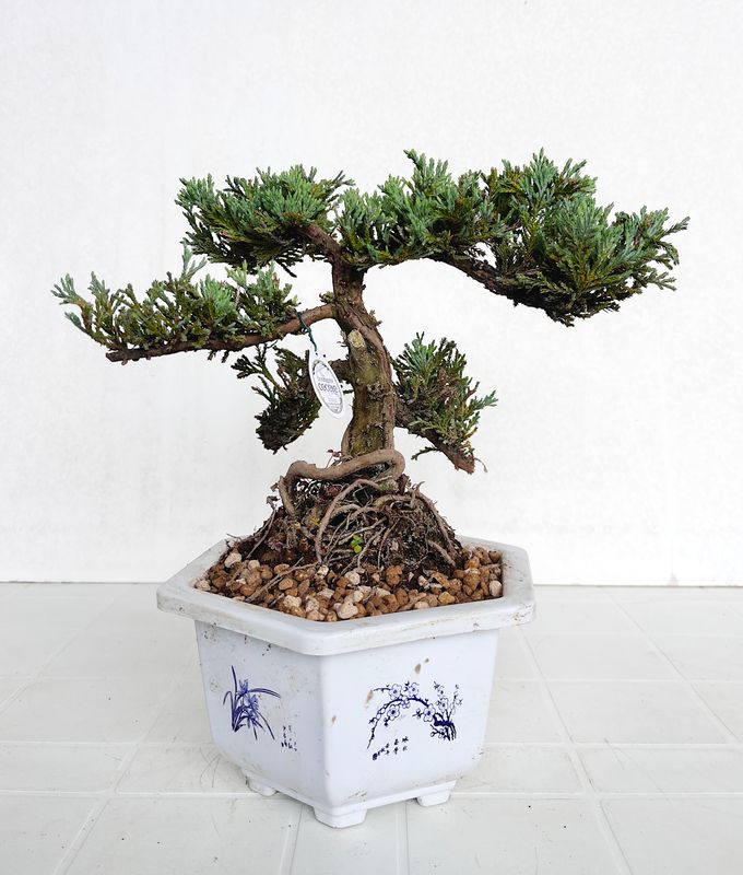 Bonsai di Ginepro