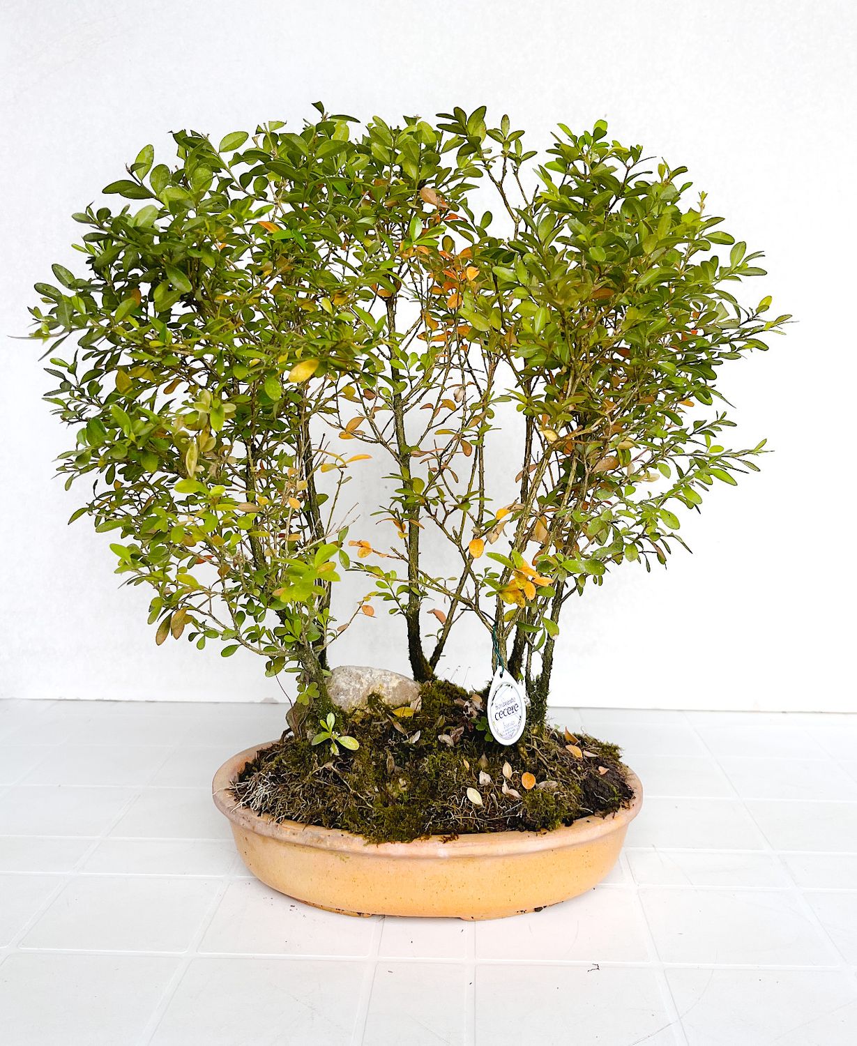 Bonsai Boschetto di Bosso