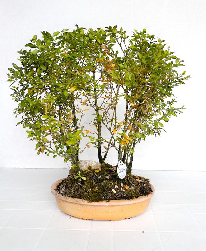 Bonsai Boschetto di Bosso