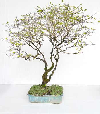 Bonsai di Olmo