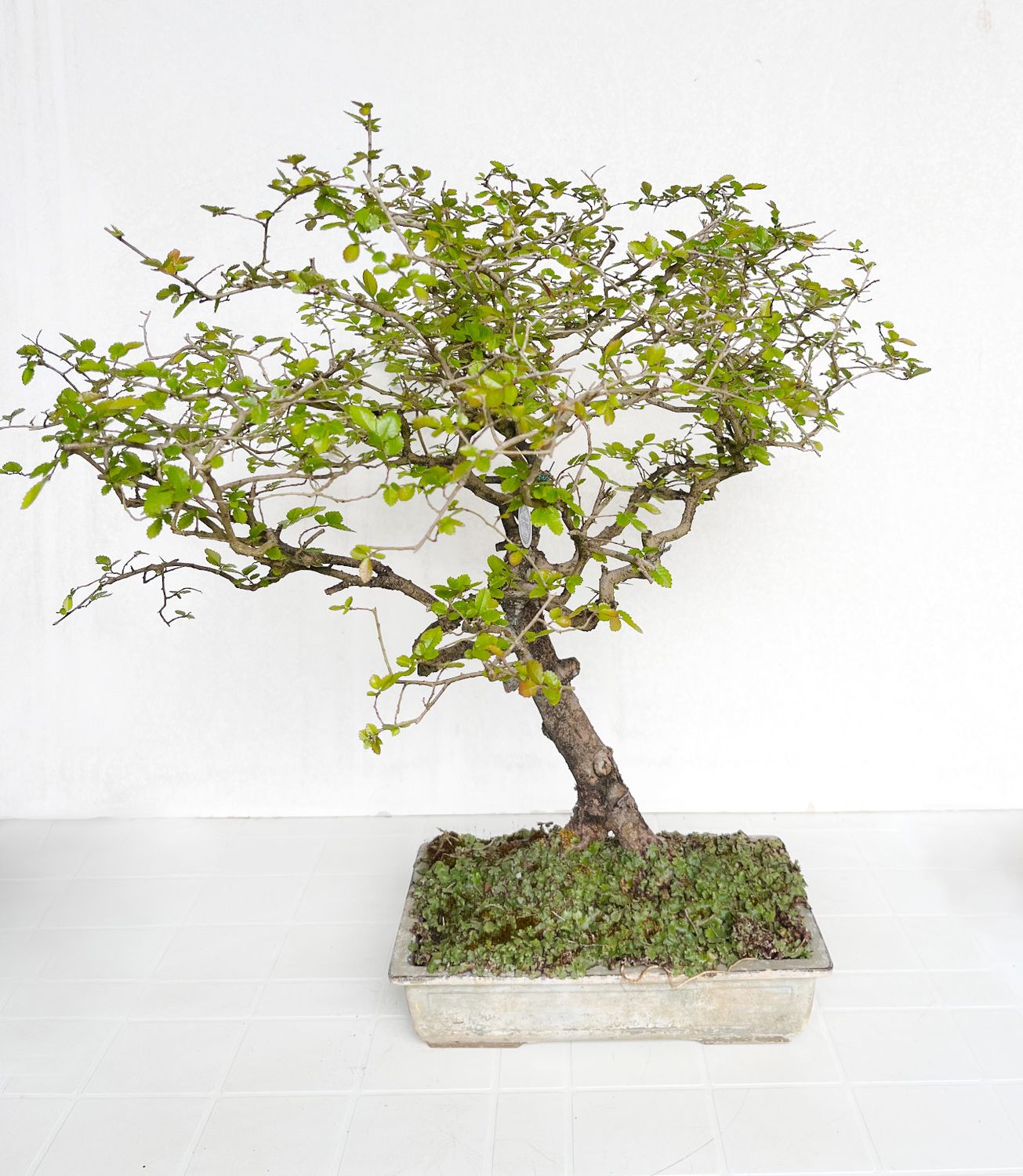 Bonsai di Olmo