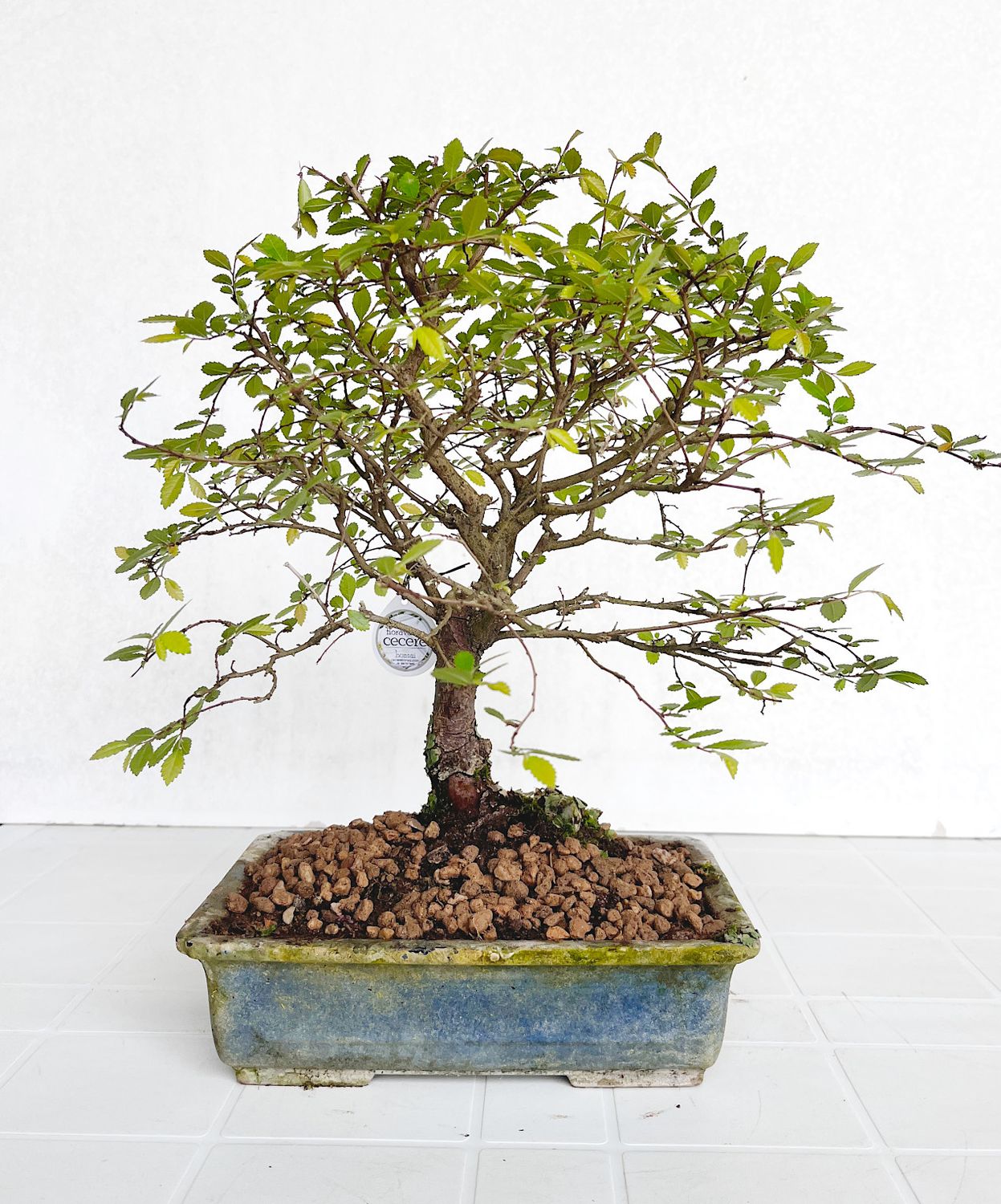 Bonsai di Olmo