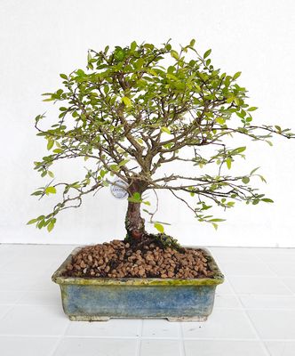 Bonsai di Olmo