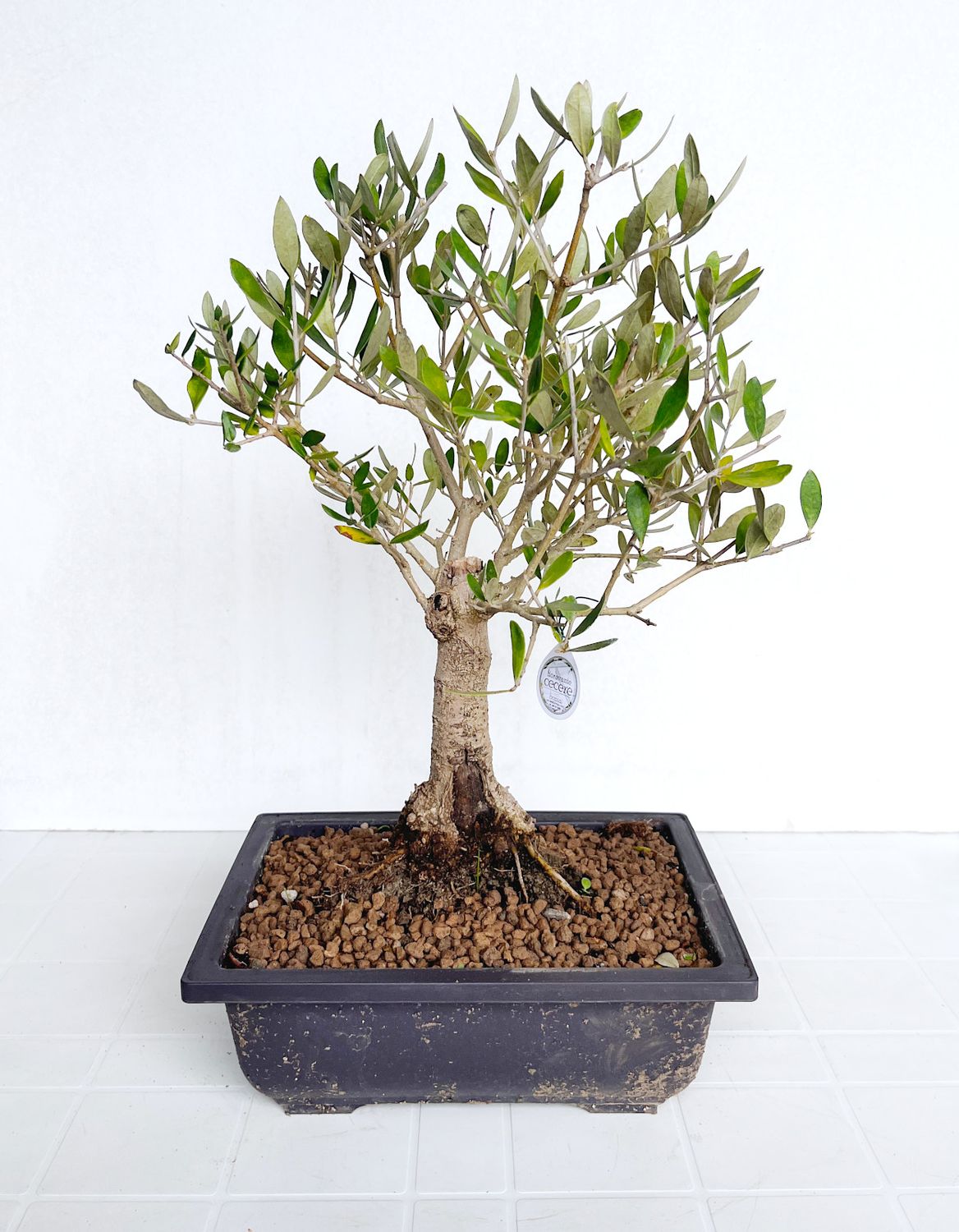 Bonsai di Ulivo in vaso da allevamento