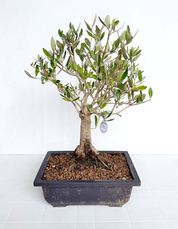 Bonsai di Ulivo in vaso da allevamento