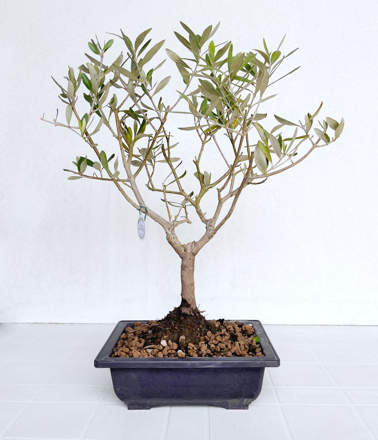 Bonsai di Ulivo in vaso da allevamento