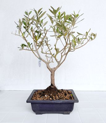 Bonsai di Ulivo in vaso da allevamento