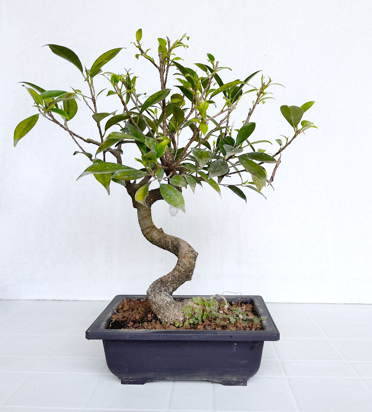 Bonsai di Ficus in vaso da allevamento