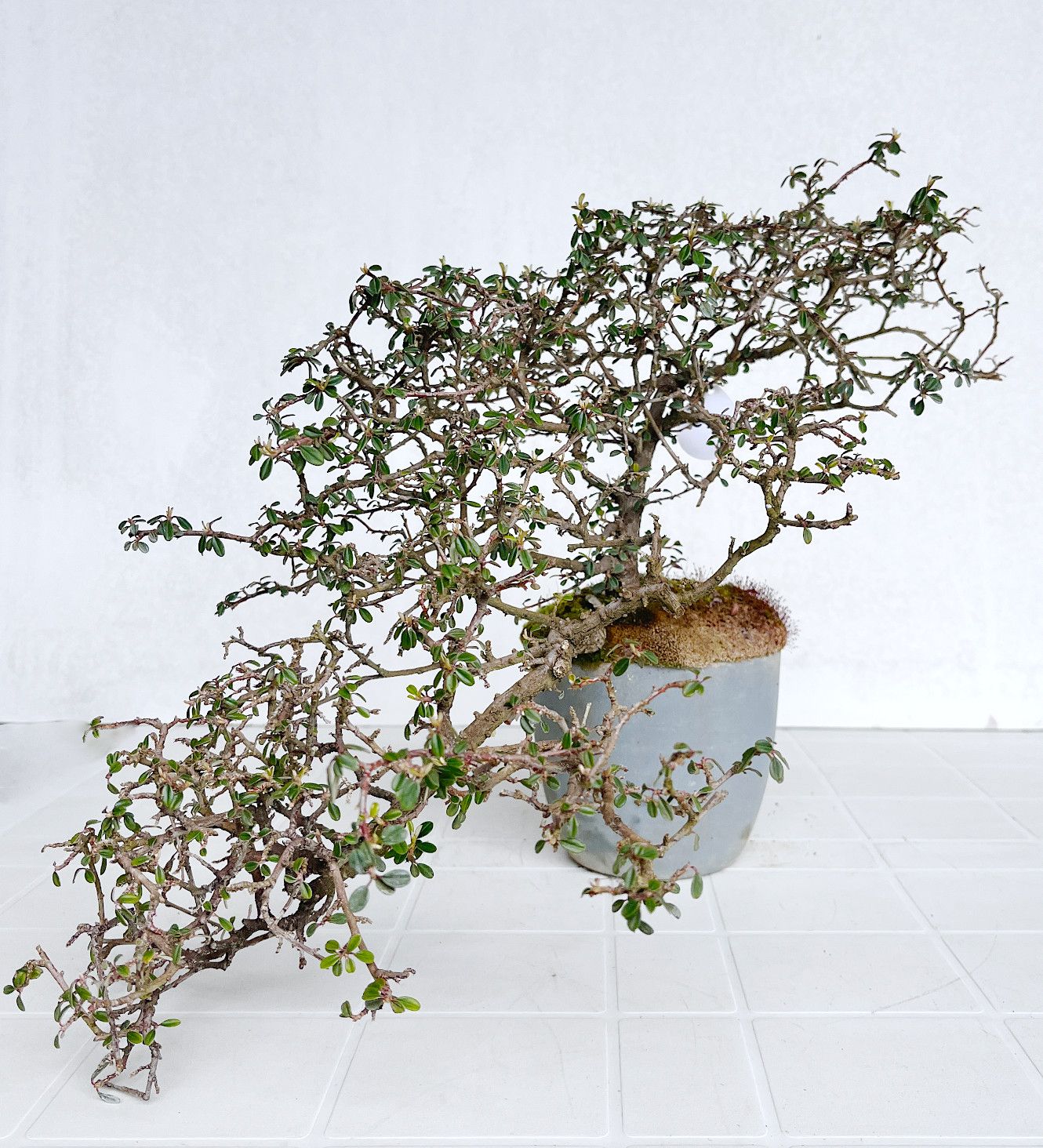 Bonsai di Cotonastro in vaso da allevamento