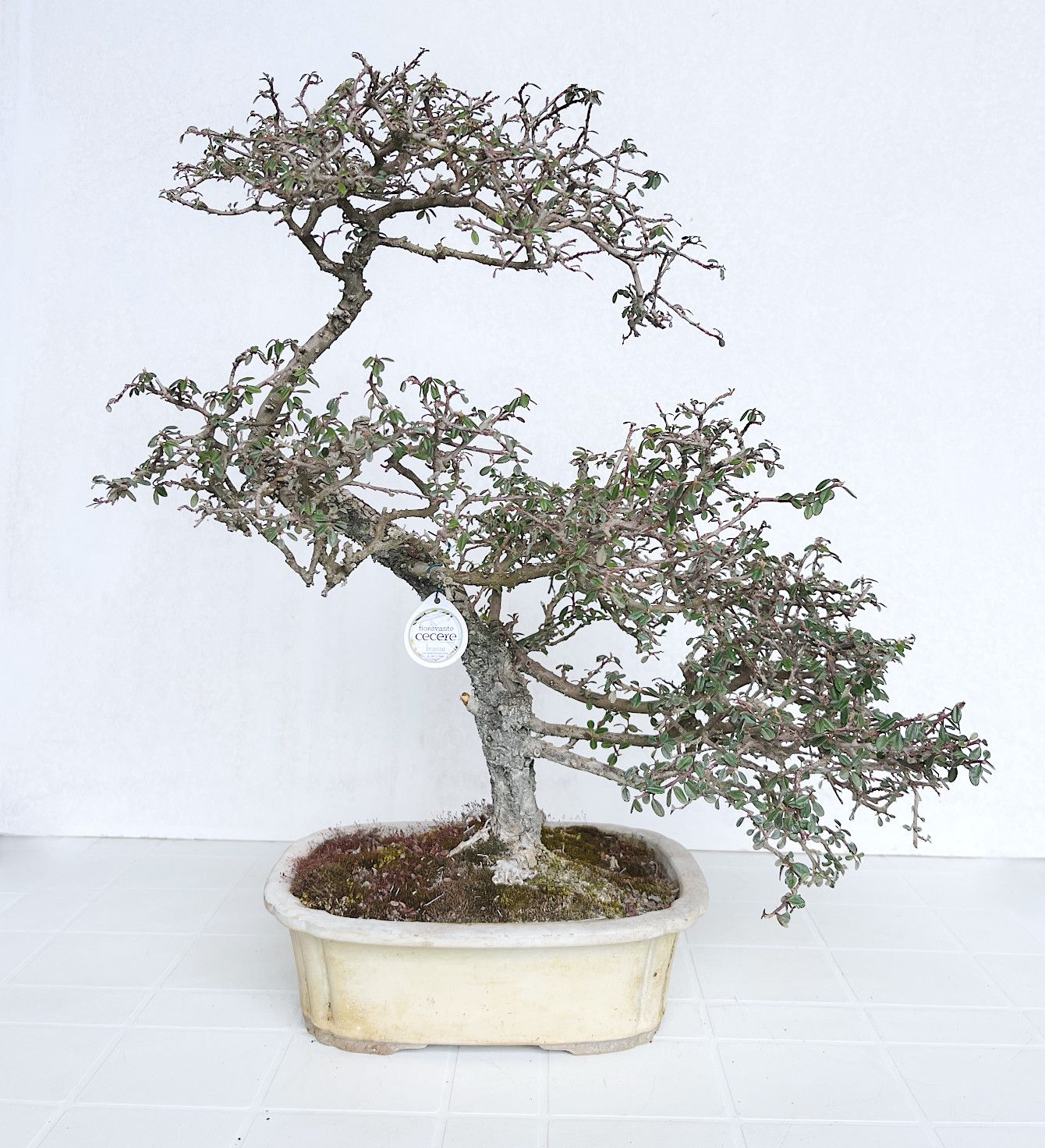 Bonsai di Cotonastro