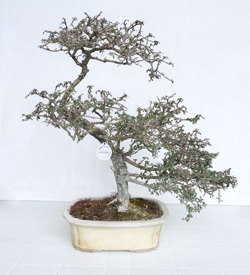Bonsai di Cotonastro