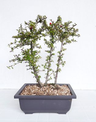 Bonsai di Cotonastro in vaso da allevamento