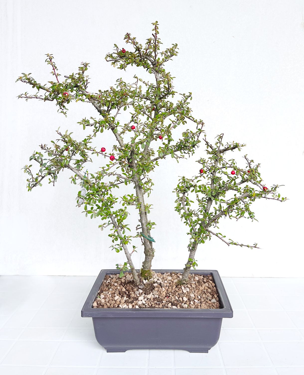 Bonsai di Cotonastro in vaso da allevamento