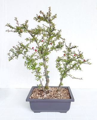 Bonsai di Cotonastro in vaso da allevamento