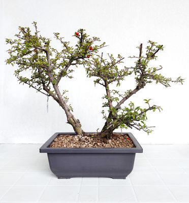 Bonsai di Cotonastro in vaso da allevamento