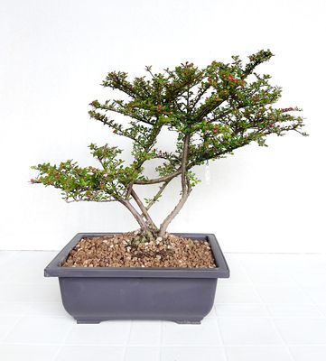 Bonsai di Cotonastro in vaso da allevamento
