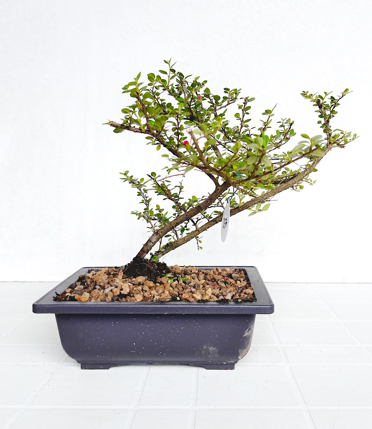 Bonsai di Cotonastro in vaso da allevamento