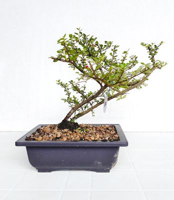 Bonsai di Cotonastro in vaso da allevamento