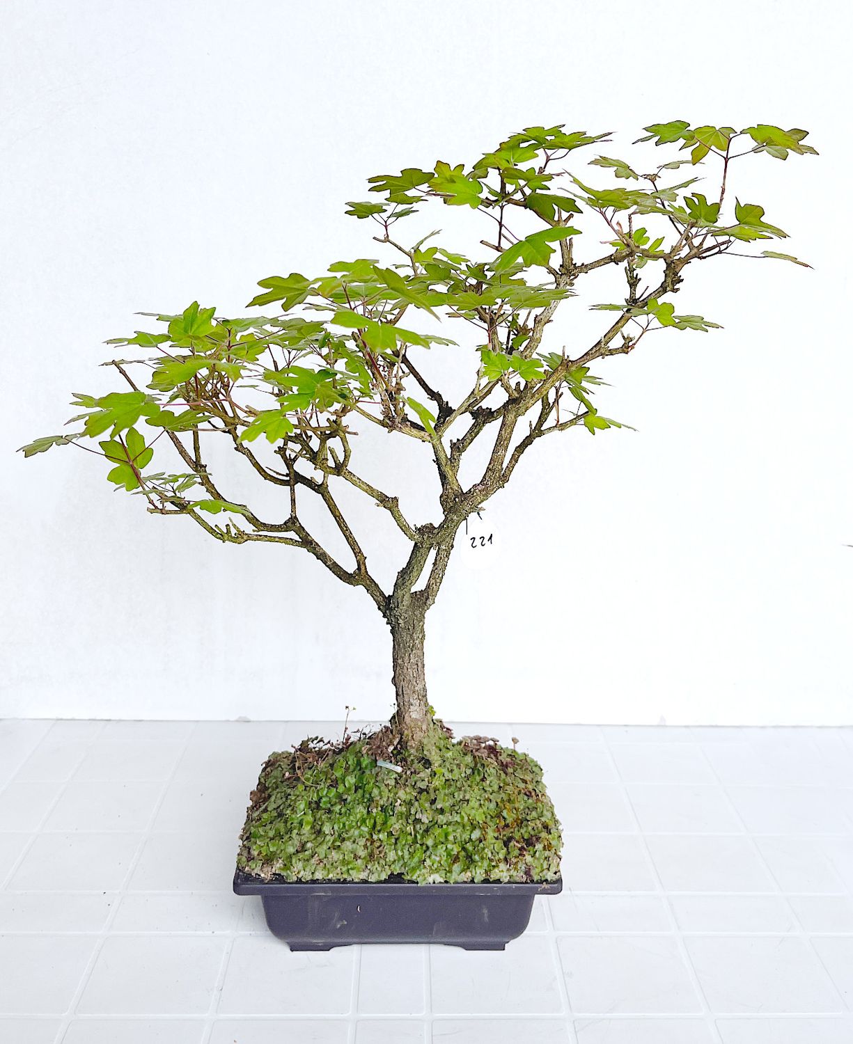 Bonsai di Acero Tridente in vaso da allevamento