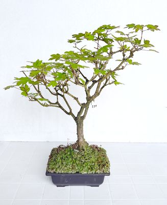 Bonsai di Acero Tridente in vaso da allevamento