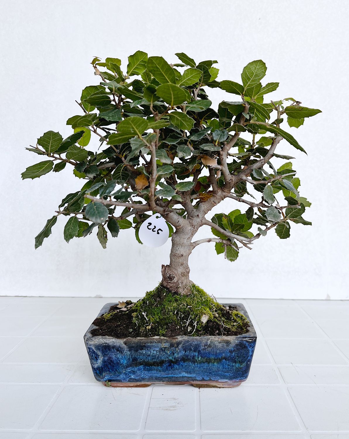 Bonsai di Leccio