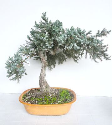 Bonsai di Chamaecyparis boulevard