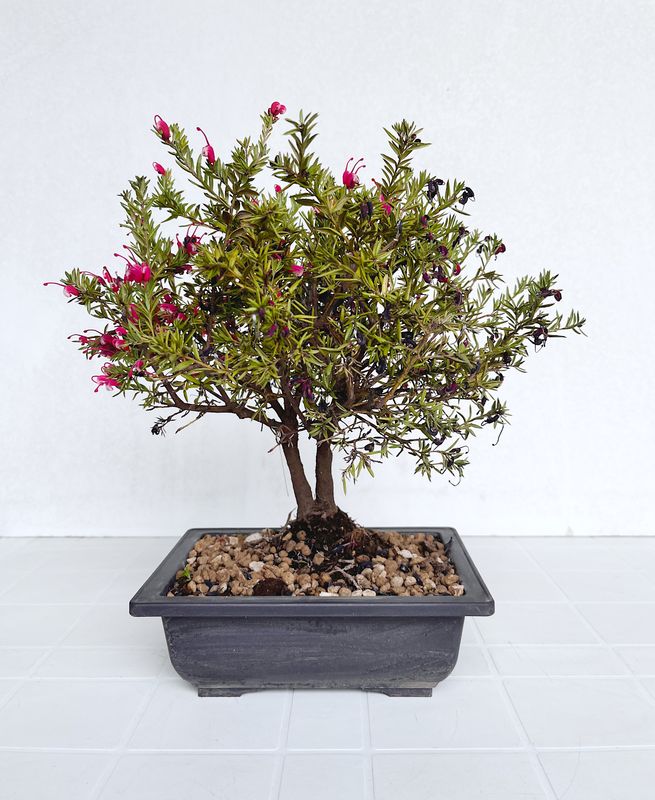 Bonsai di Grevillea in vaso da allevamento