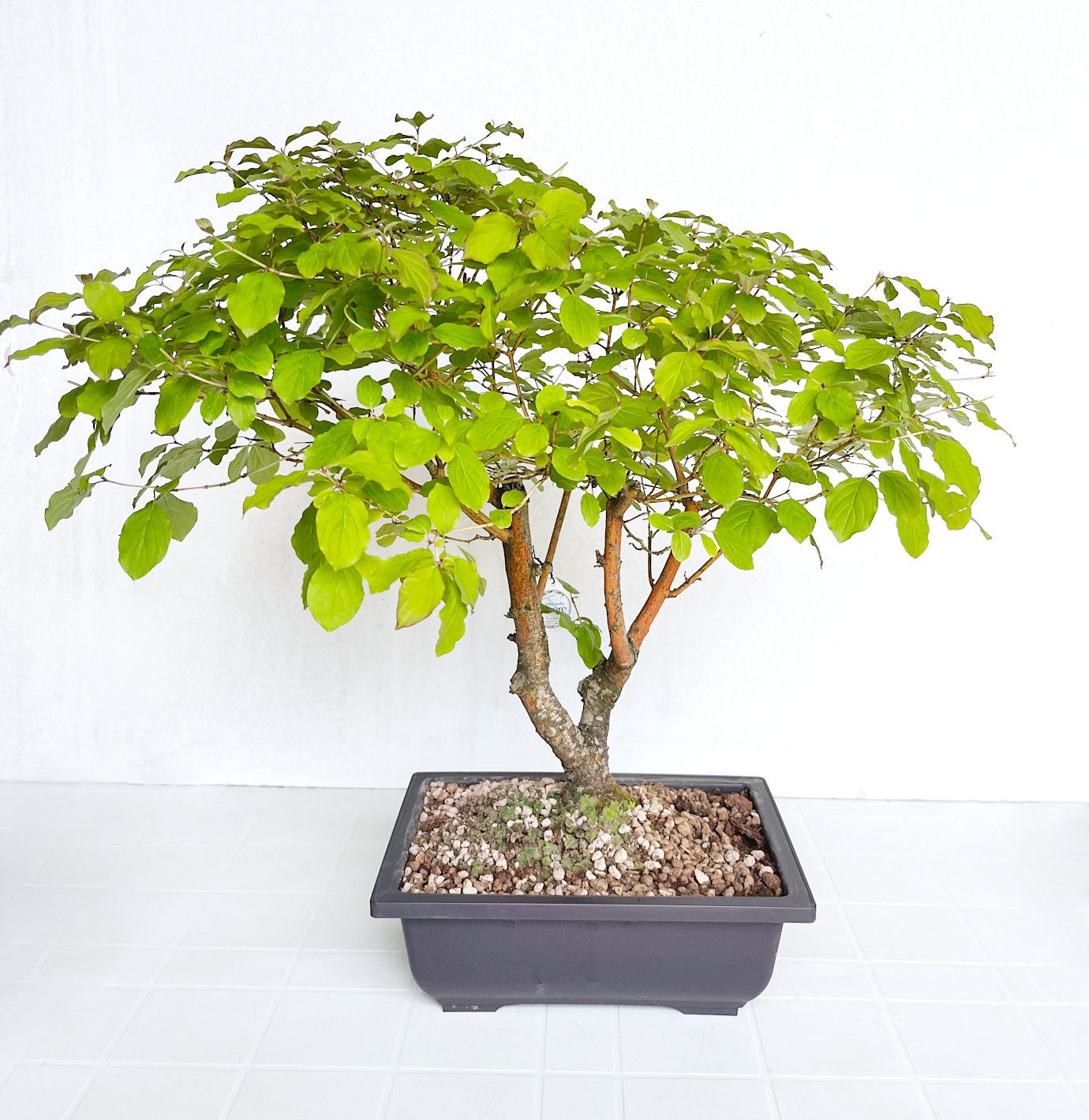 Bonsai di Corniolo siberiano in vaso da allevamento