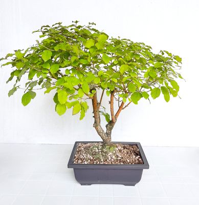 Bonsai di Corniolo siberiano in vaso da allevamento