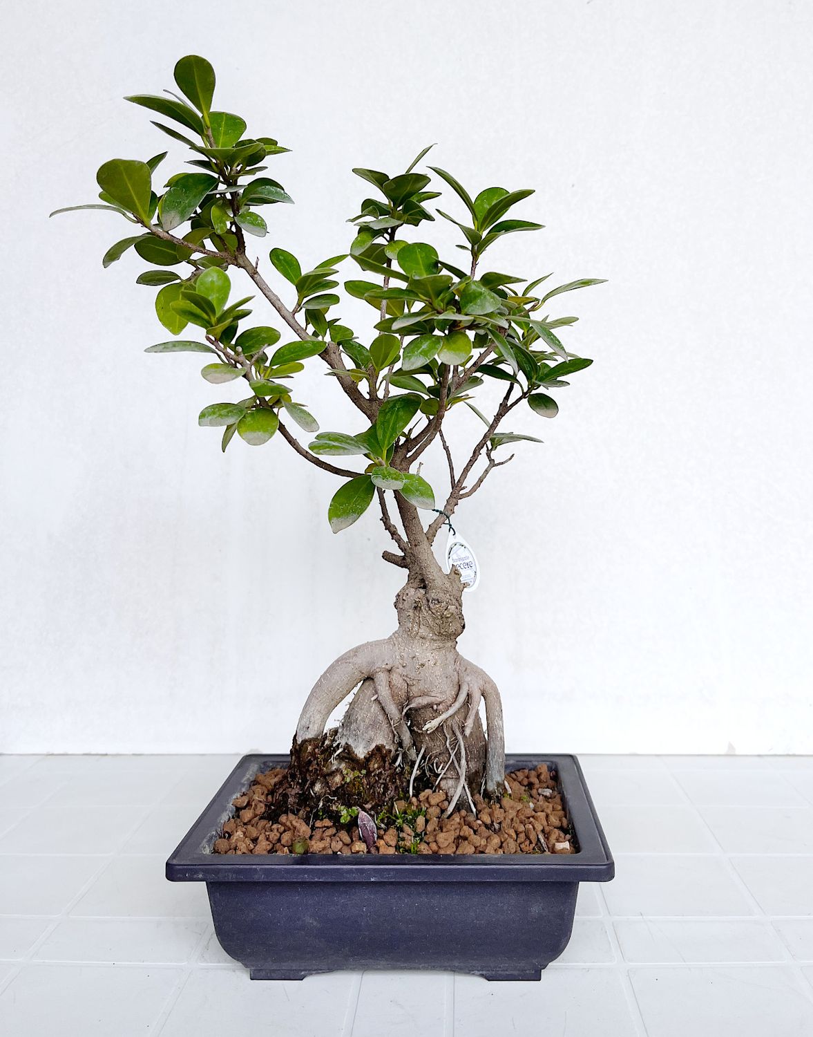 Bonsai di Ficus microcarpa in vaso da allevamento
