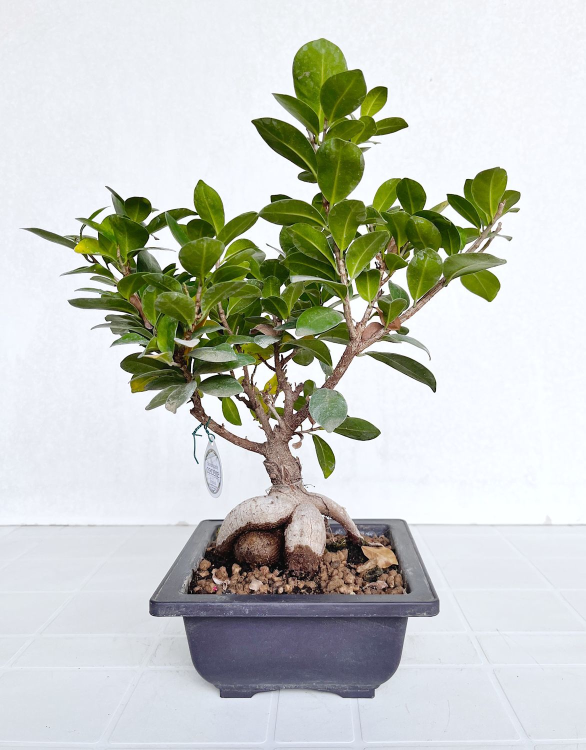 Bonsai di Ficus microcarpa in vaso da allevamento