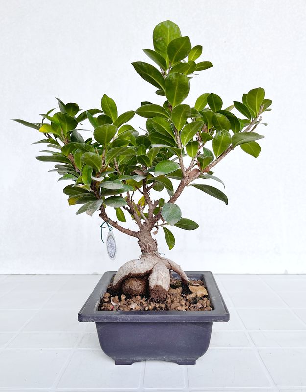 Bonsai di Ficus microcarpa in vaso da allevamento