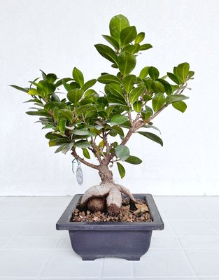 Bonsai di Ficus microcarpa in vaso da allevamento