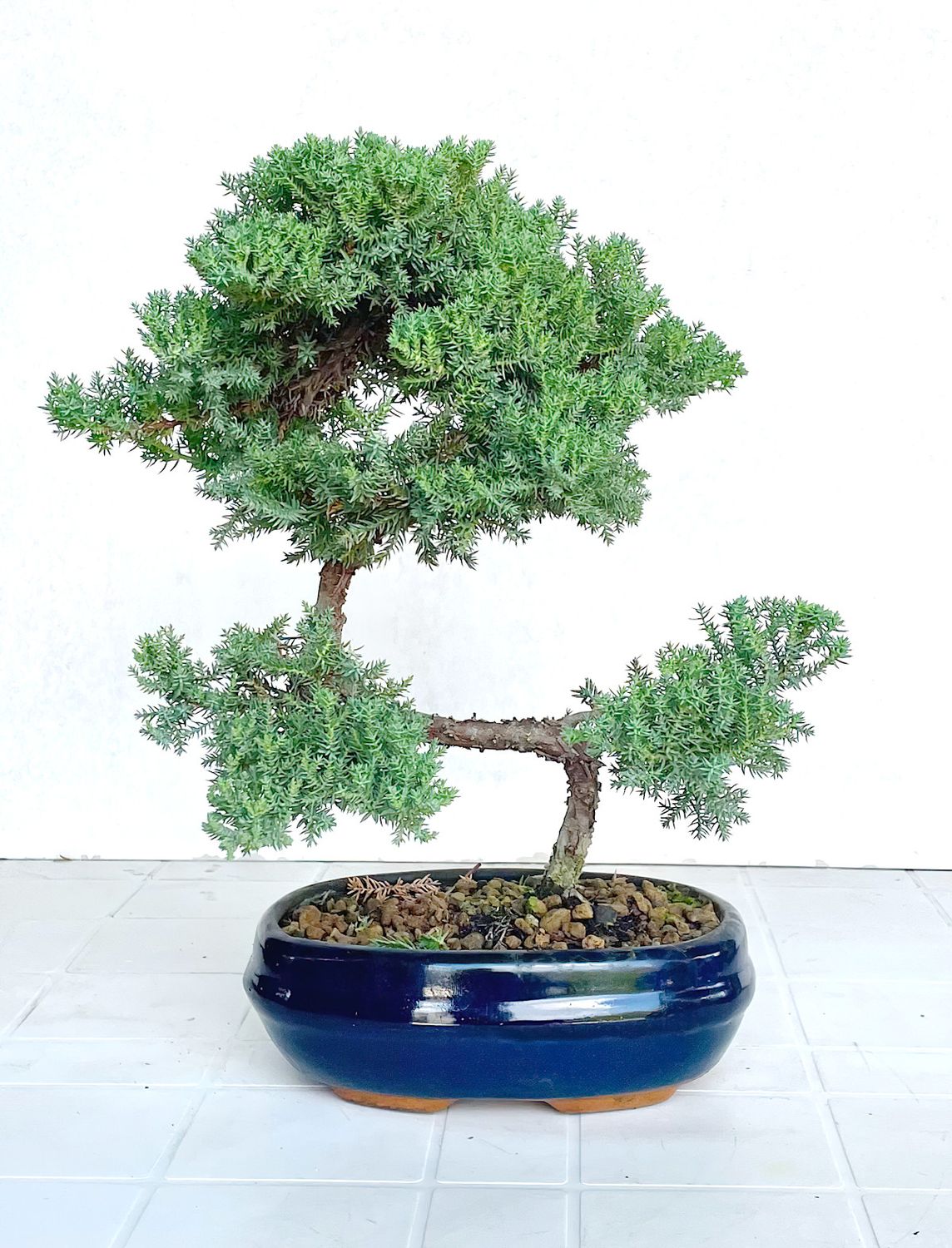 Bonsai di Ginepro