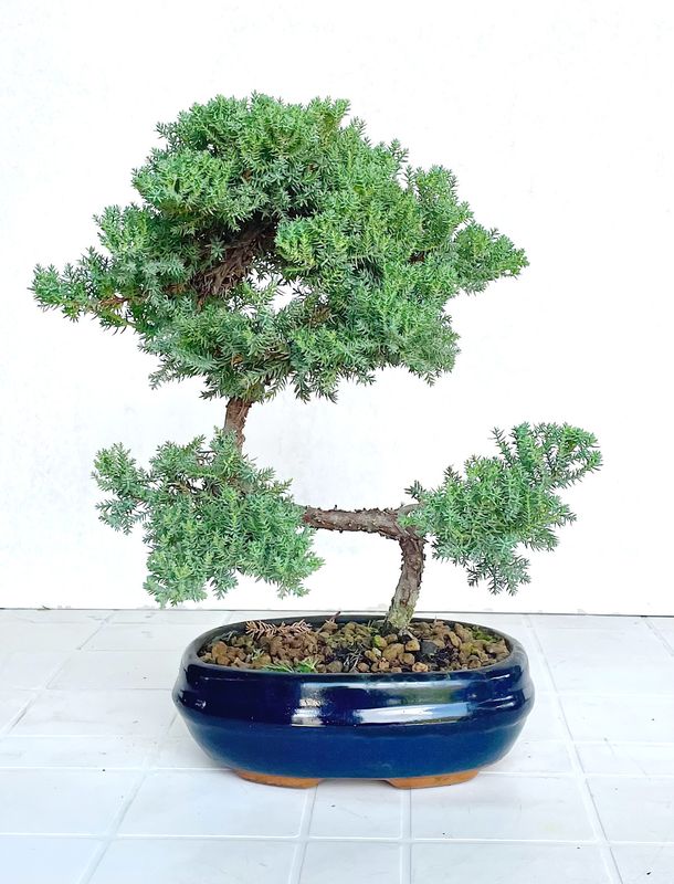 Bonsai di Ginepro