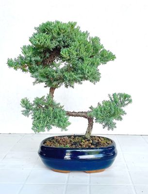 Bonsai di Ginepro